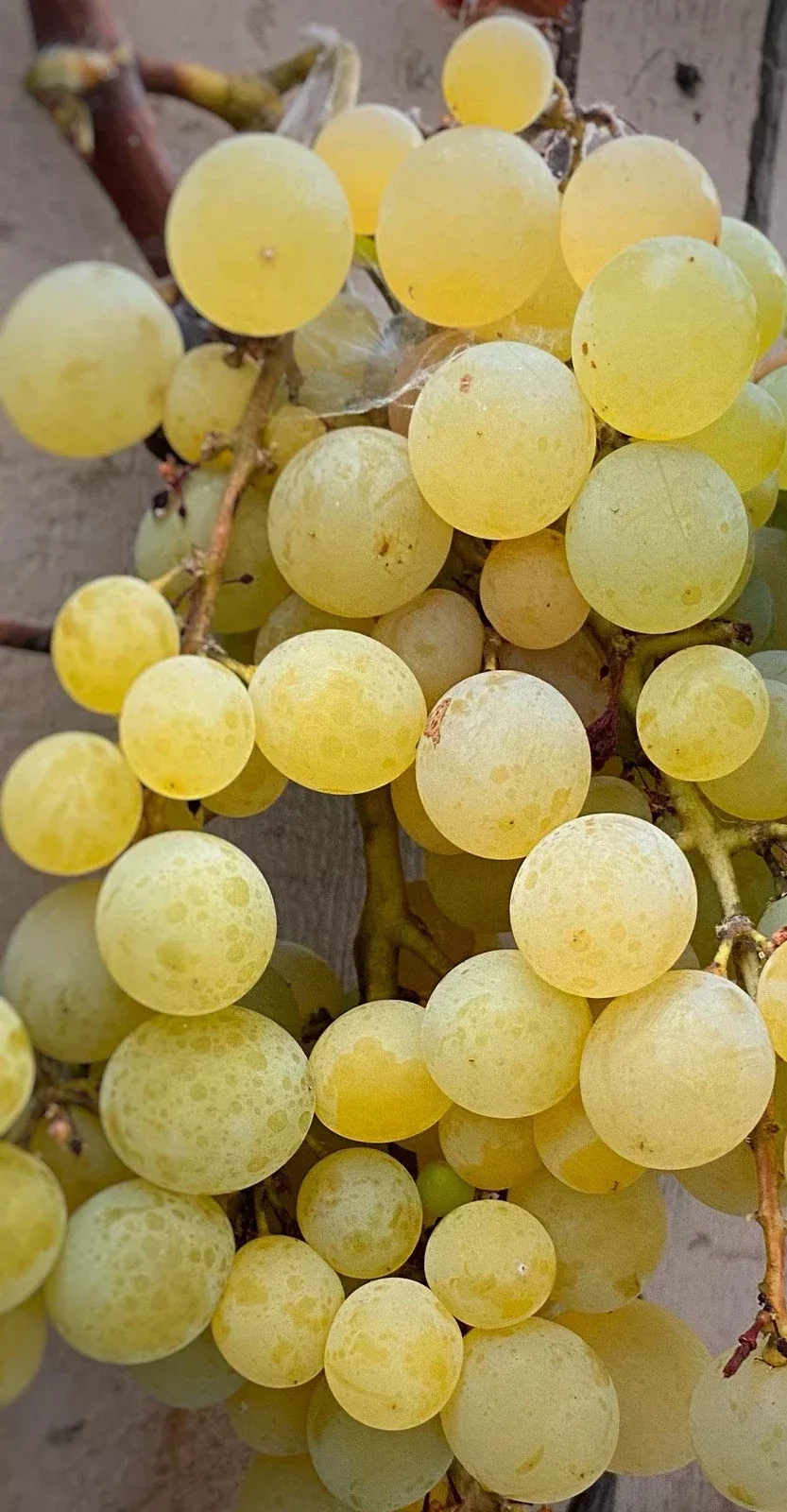 Golden Muscat Grape Cuttings - 4 Healthy 2-3 Node Cuttings for Grafting or Rooting - Vitis vinifera