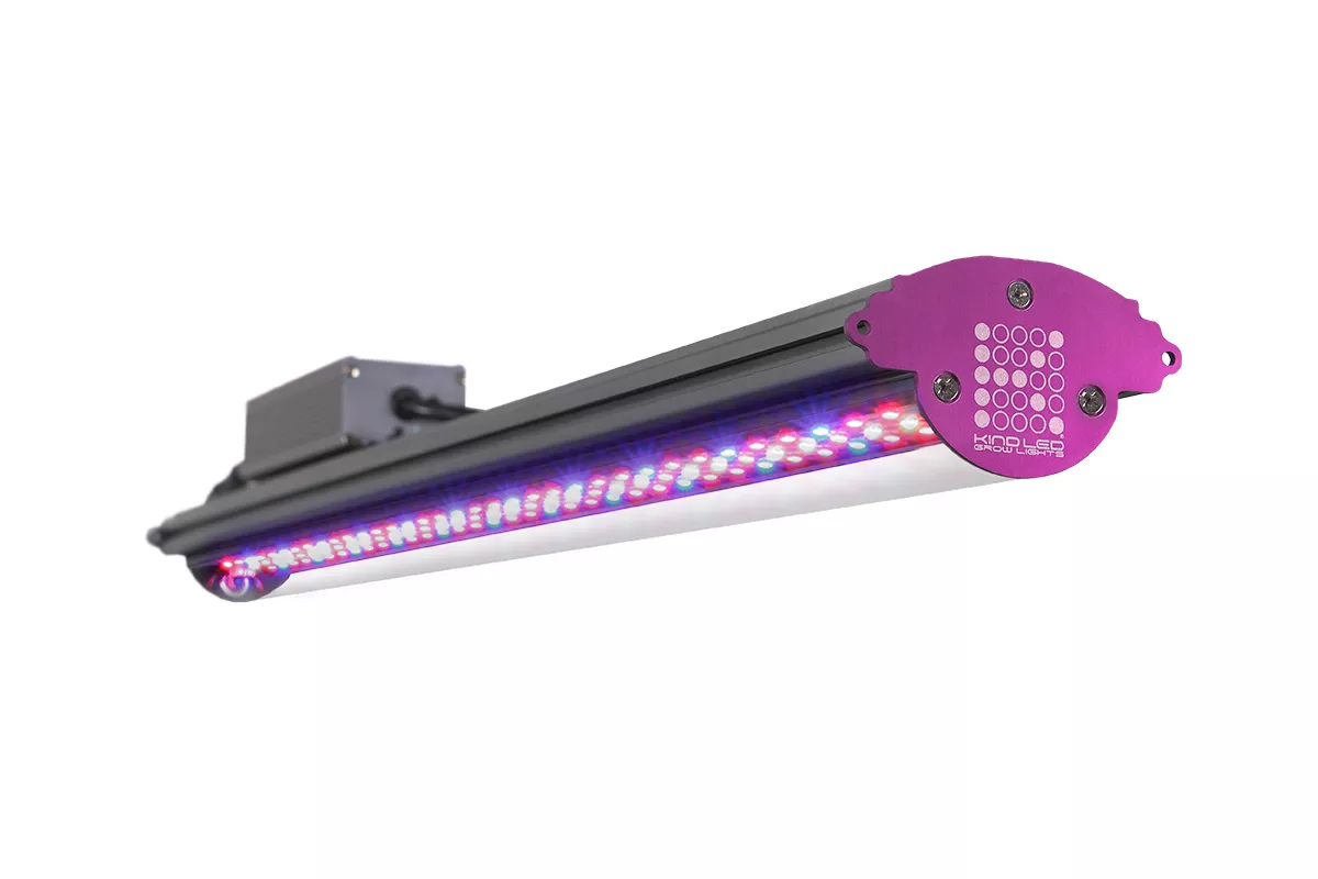Kind LED X80 (4′)